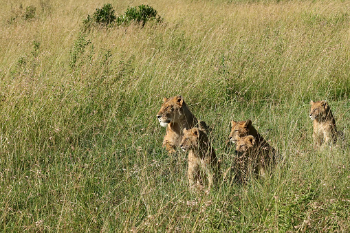 A lioness and a group of cubs wait for another cub to join them, in Masai Marak National Park, Kenya