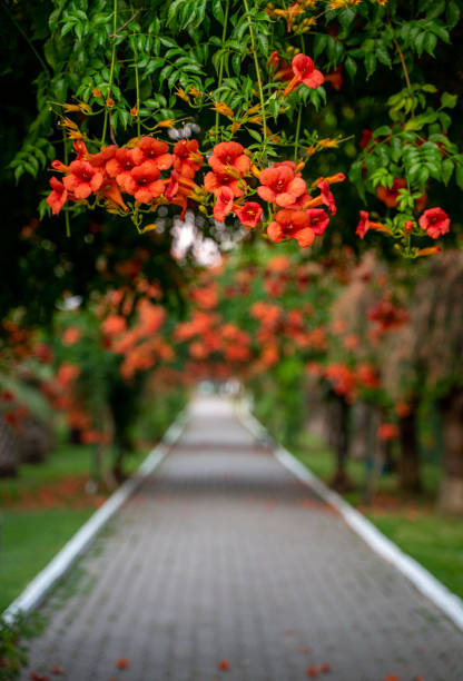 Footpath alley with arcade plants and red flowers