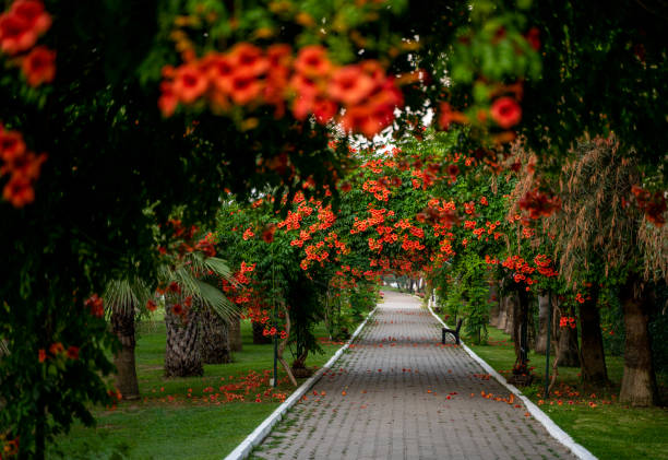 Footpath alley with arcade plants and red flowers