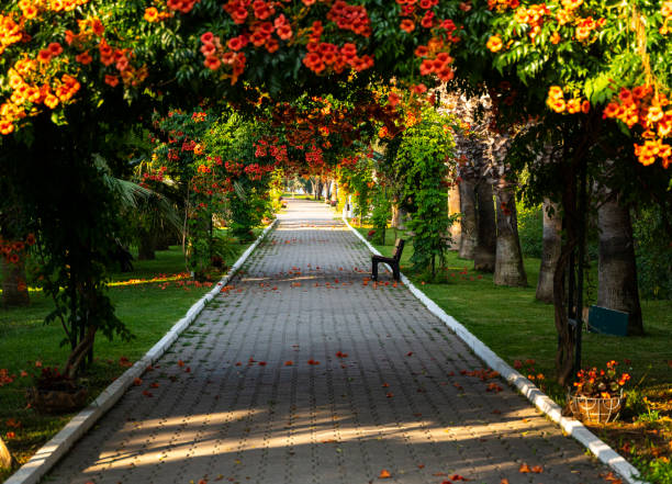 istock Footpath alley with arcade plants and red flowers 1328987933