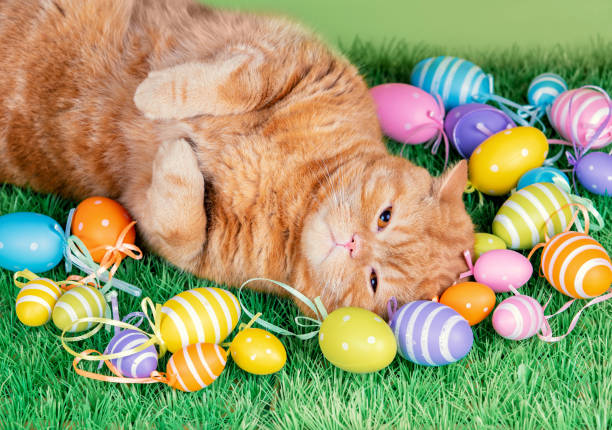 istock A funny ginger cat sleeping on artificial turf near colored easter eggs 1328988324