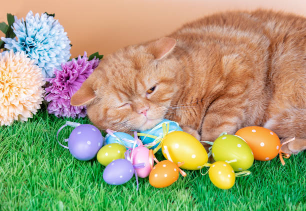 istock A funny ginger cat sleeping on artificial turf near colored easter eggs 1328988354