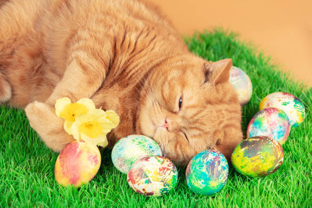istock A funny ginger cat sleeping on artificial turf near colored easter eggs 1328988377