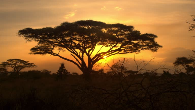 SILHOUETTE: Setting sun illuminates an acacia tree in the middle of the savannah