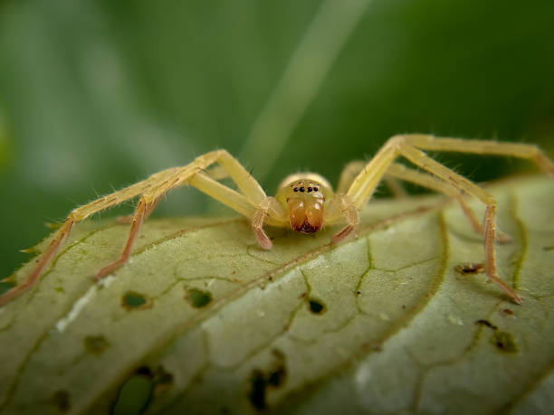 istock Macro shot of green huntsman spider 1328989192