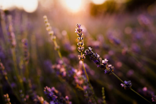 istock Close up of lavender flower. 1328990106