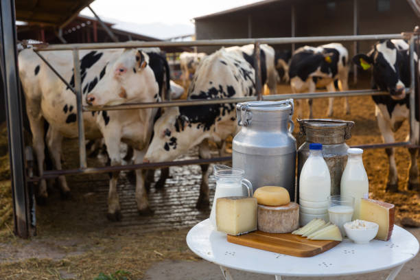 istock Image of dairy products on the farm 1328991395