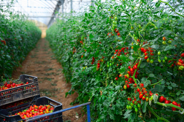 урожай помидоров в ящиках в теплице - greenhouse industry tomato agriculture стоковые фото и изображения