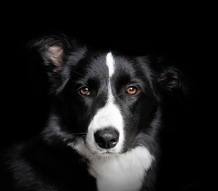 Studio shot of a border collie looking at camera with black background. portrait of the head