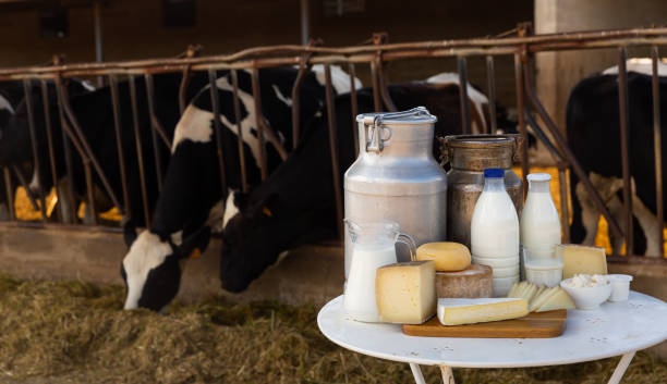 istock Fresh natural farm dairy products on table in cowshed 1328991572