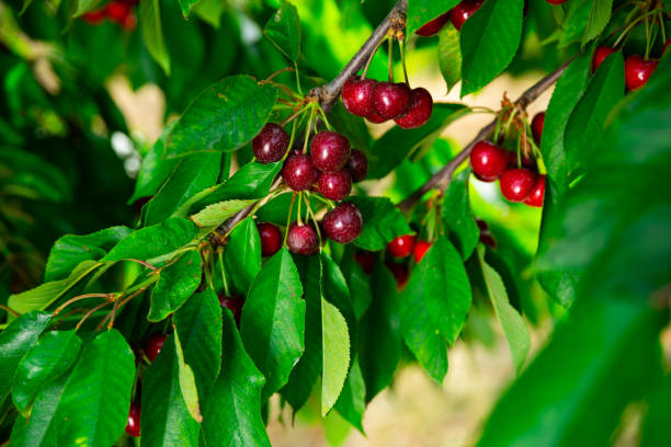 istock Image of a cherry cluster on a branch 1328991596