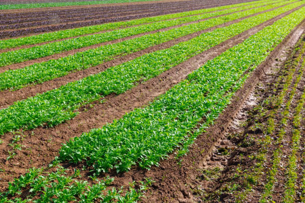 istock Farm field planted with arugula 1328991604