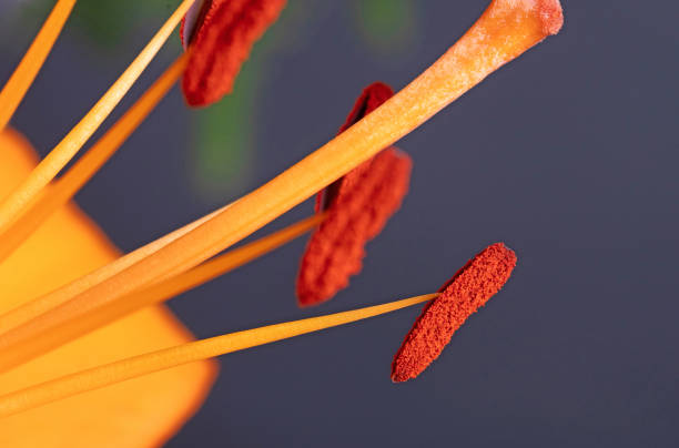 istock Closeup of a orange lily, selective focus 1328992318