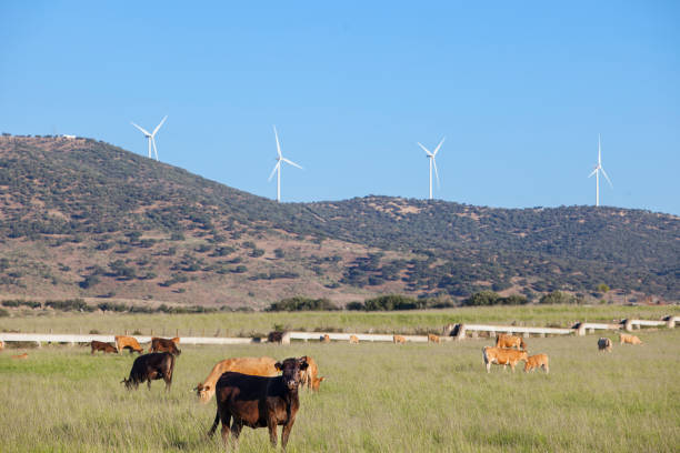 istock Red cows grazing with Electric wind turbines at bottom 1328992517