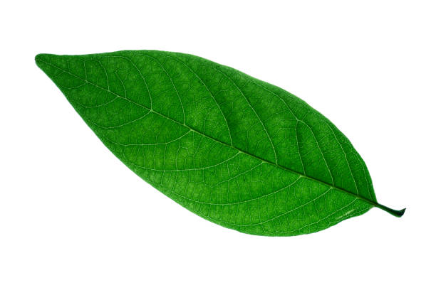 istock green leaves isolated on white backgroun 1328993587
