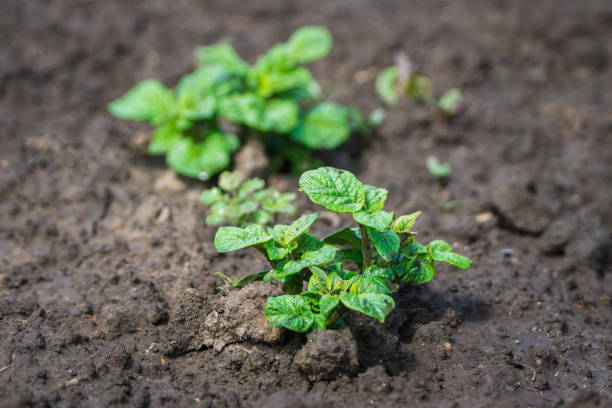 istock Potatoes plants on the field. Selective focus. 1328994396