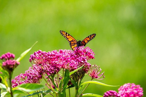 This image shows an abstract macro view of a monarch butterfly feeding on the blossoms of a beautiful pink swamp milkweed plant (asclepias incarnata), with defocused background.