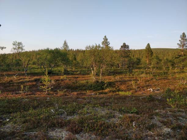 istock Landscape views from mountain in Lapland, steppe nature 1328995185