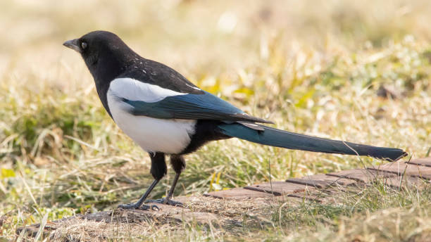istock Eurasian or common magpie Pizza pica sitting on the grass 1328995987