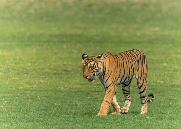 istock Royal Bengal Tiger on the move. 1328996039