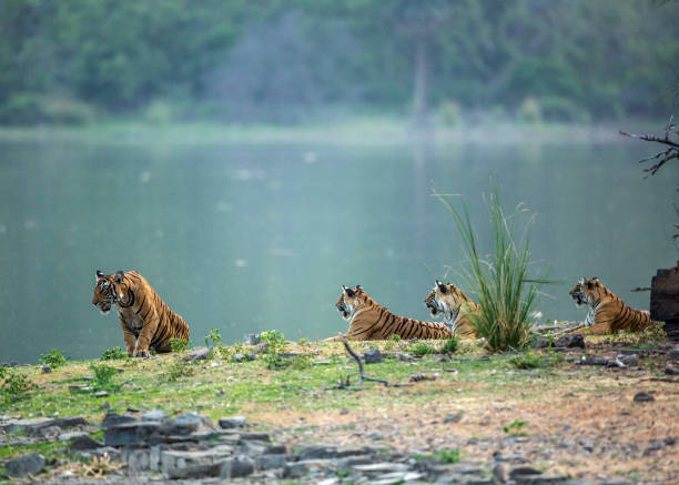 istock Royal Bengal Tiger family. 1328996053