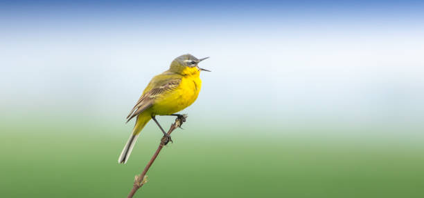 Western Yellow Wagtail, sitting on a branch and singing