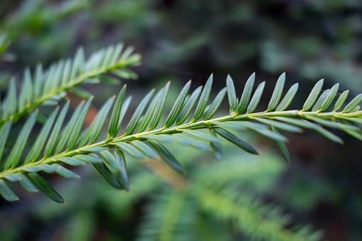 Taxus cuspidata close-up, macro abstract nature background