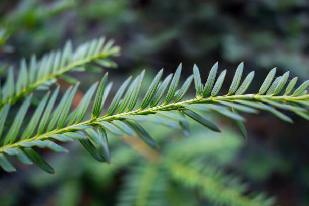Taxus cuspidata close-up, abstract nature background Taxus cuspidata close-up, macro abstract nature background taxus cuspidata stock pictures, royalty-free photos & images