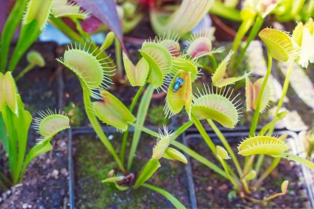 istock Fly is eaten by carnivorous exotik green plant 1328996450