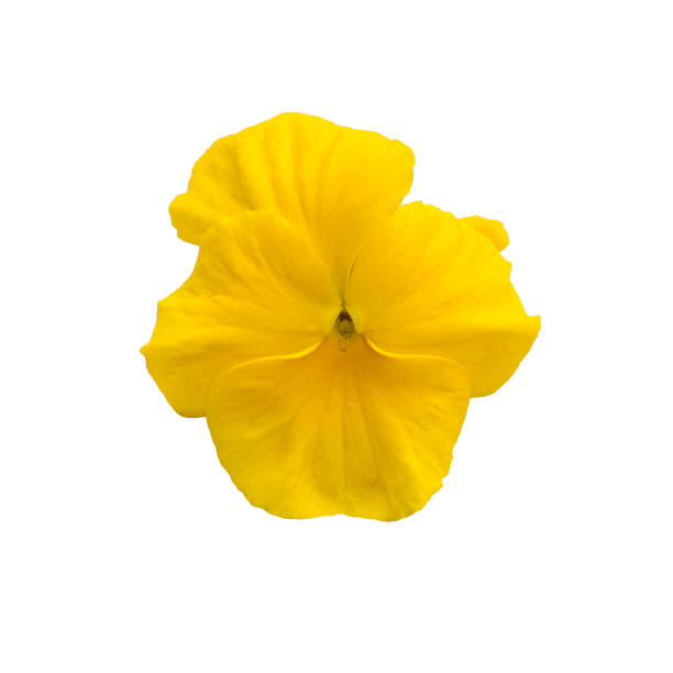 istock Pansy flower yellow isolated on white background close up 1328996676
