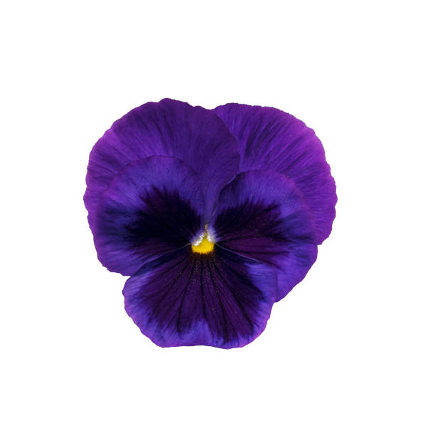 istock Pansy flower isolated on white background 1328996711