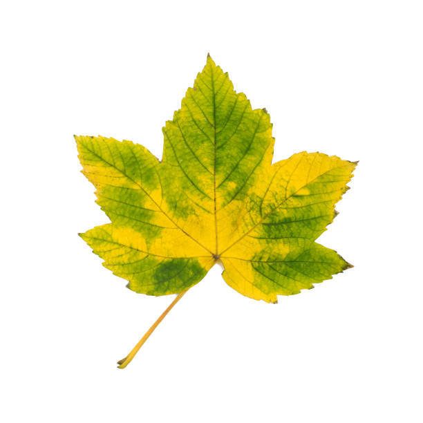 istock Colorful autumn leaf on a white isolated background 1328996772