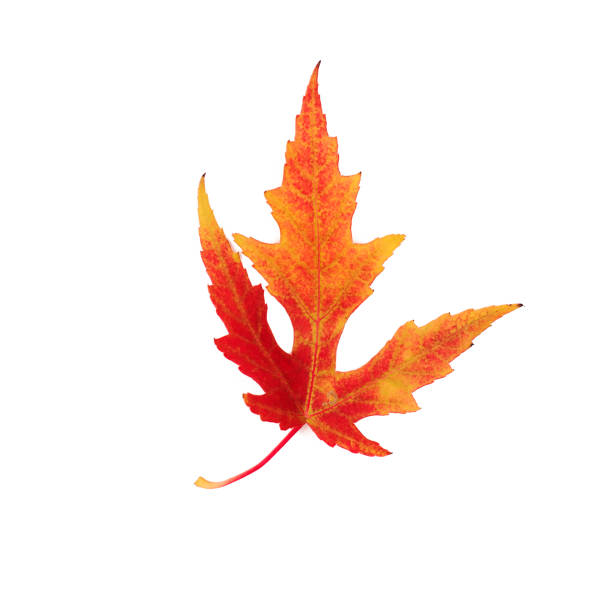 istock Beautiful red-yellow autumn leaf on a white isolated background 1328996789