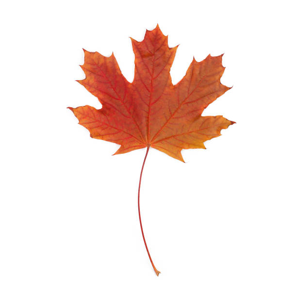 istock Colorful autumn maple leaf on a white isolated background 1328997322