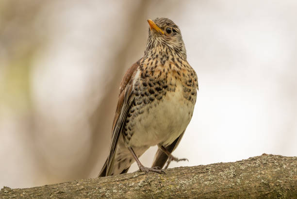 istock Turdus pilaris Sitting on a tree branch in the woods, close-up, selective focus. 1328997429