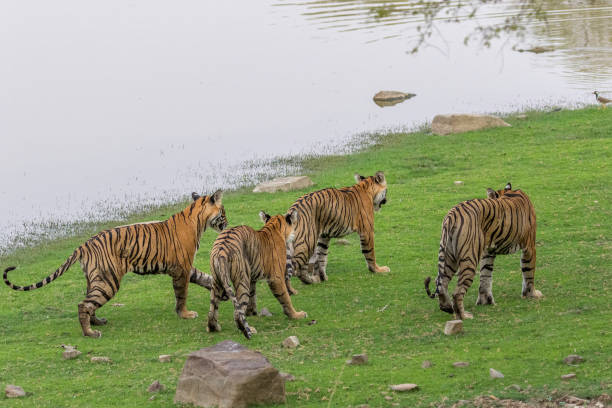 istock Royal Bengal Tiger family on the move. 1328997655