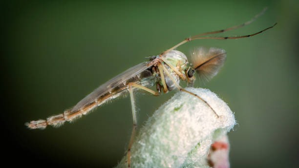 chironomidae chironomid mücken sitzen auf einem jungen blatt. - midge stock-fotos und bilder