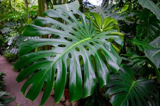 Monstera deliciosa, green palm leaves closeup, abstract nature background with lush vegetation