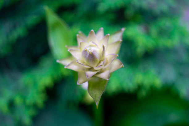Plantain lily flower buds - Latin name - Hosta Captains Adventure