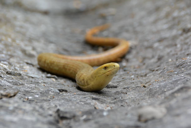 Legless Lizard Sheltopusik Pseudopus apodus. Lizard looks like a snake on the ground. Selective focus
