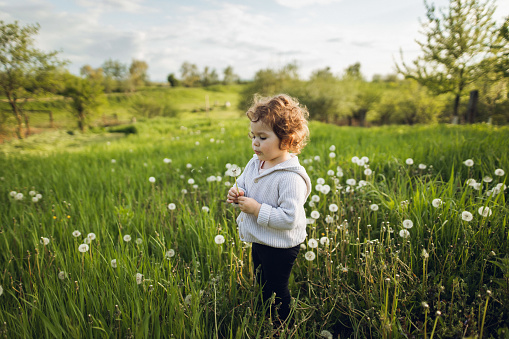 A cute curly girl holding a dandelion and blowing it out. Countryside with green grass field at the sunset