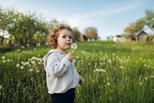 A cute kid holding a dandelion and blowing it out. Countryside with green grass field at the sunset