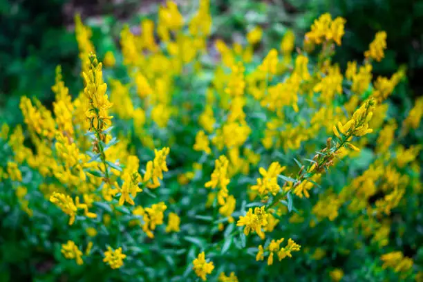 Genista tinctoria yellow flowers, abstract nature background with flowering plant