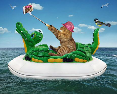 A beige cat in a pink hat with a smartphone is taking selfie and floating on an inflatable crocodile in the sea at a resort.