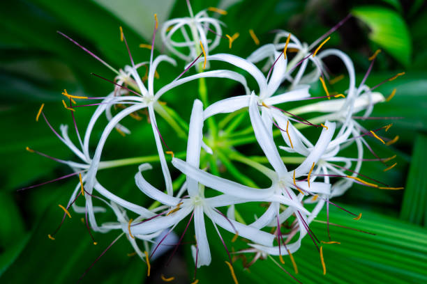 Asian Crinum blooming, white flowers closeup, abstract background Asian Crinum blooming, white flowers closeup, abstract nature background spider lily stock pictures, royalty-free photos & images