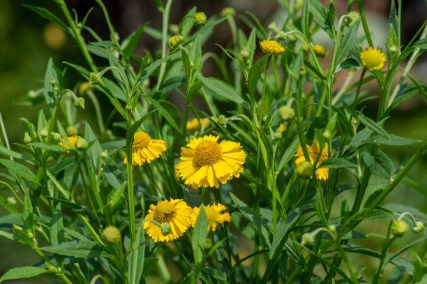 Helenium autumnale common sneezeweed in bloom, bunch of yellow flowering flowers, high shrub with leaves Helenium autumnale common sneezeweed in bloom, bunch of yellow flowering flowers, high shrub plant with green leaves sneezeweed stock pictures, royalty-free photos & images
