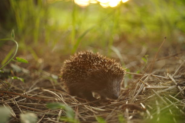 istock Hedgehog walk in the sunny summer garden 1329006754