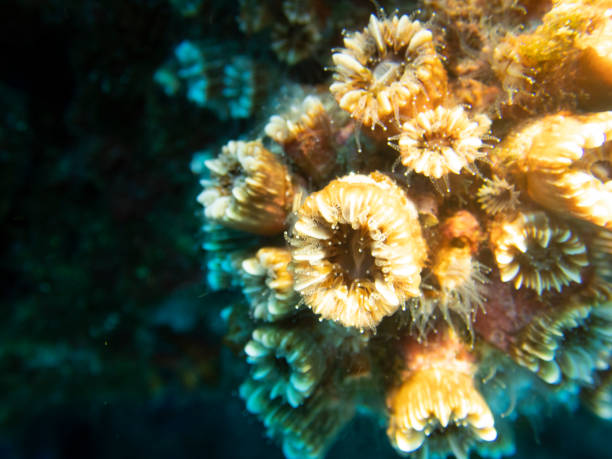 istock Cladocora caespitosa, coral in mediterranean sea. selective focus 1329007790