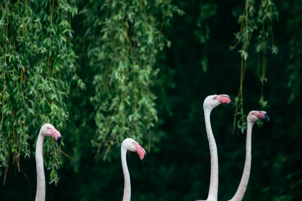 istock Flamingo heads on a green background 1329007894