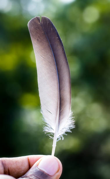 istock Left flip black color feather holding with two fingers close up 1329007975